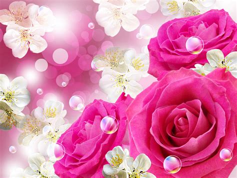 Fondos De Colores Rosas Rosa, color, Fondo de pantalla de teléfono HD | Peakpx